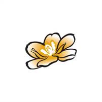  Magnolia Hawaii